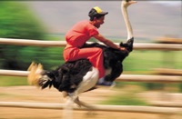 africa facts african portfolio ostrich rider