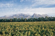 Constantia Vineyards