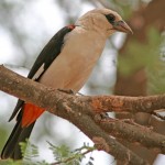 Buffalo Weaver