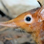 Elephant Shrew