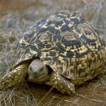 Leopard Tortoise