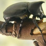 Rhino Beetle