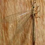 antlion