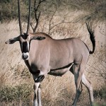 Beisa Oryx