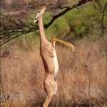 Gerenuk