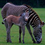 Grevy's Zebra