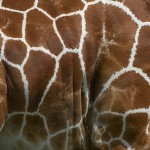 Reticulated-Giraffe