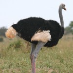 somali_ostrich