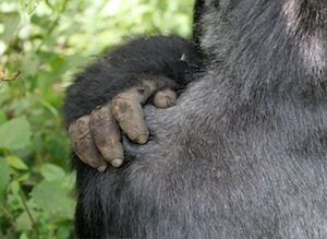gorillahand