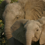 budget-african-safari-elephant-family