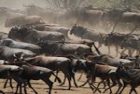 wildebeest1