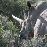 black rhino