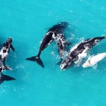 whalewatching grootbos