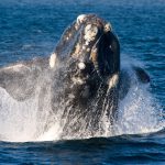 A Right Whale in Peninsula Valdes, Argentina.