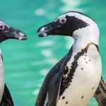 African penguin or Jackass penguin (Spheniscus demersus)