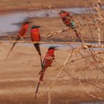 More carmine bee eaters