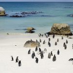 boulders_beach_simons_town