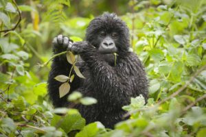 Virunga Lodge-gorilla