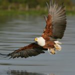 African Fish Eagle