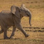 Baby Elephant - Mara