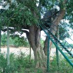 Parachute Pan Treehouse