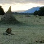 Ruckomechi Lion - Zambia Escarpment