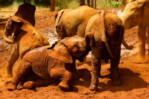 playing in the mud