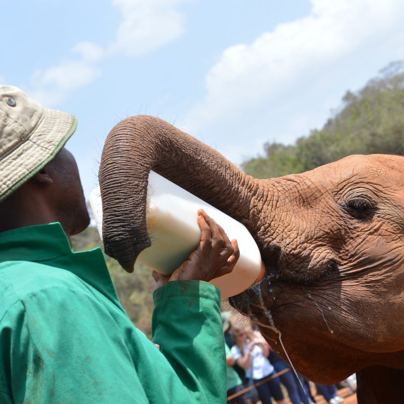 orphaned elephant