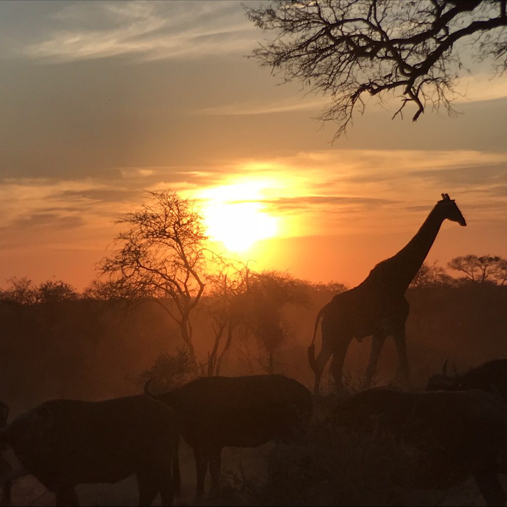 Luxury African Safaris - African Portfolio