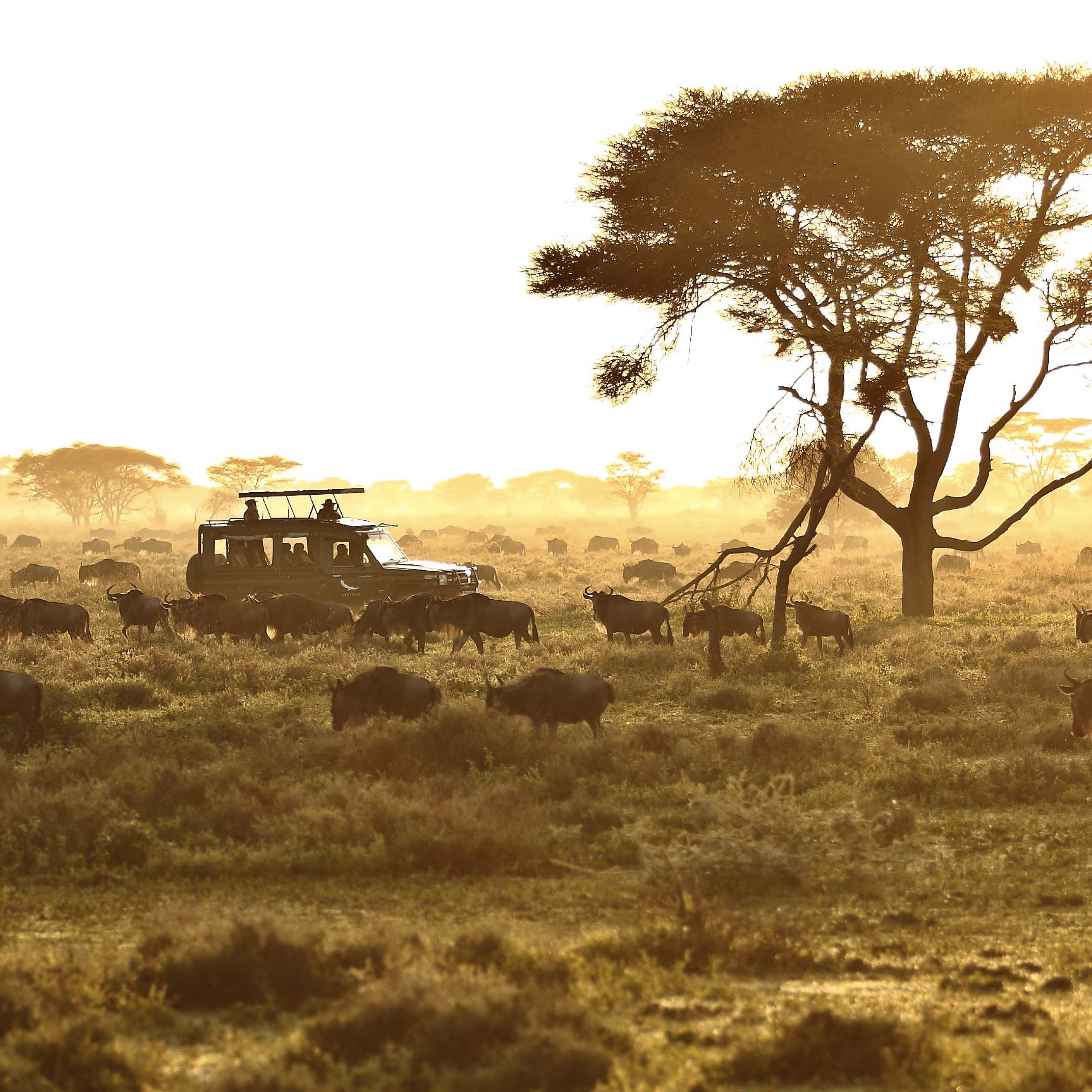 pesky-tsetse-flies-african-portfolio