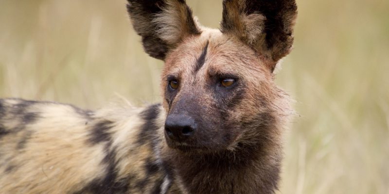 Safaris Archive - African Portfolio