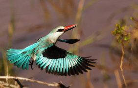 Woodlands Kingfisher3