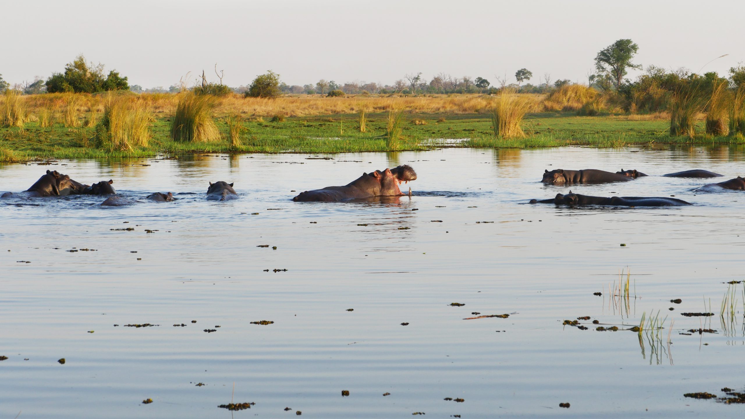 The Diversity of Botswana - Vanessa's Trip Report - African Portfolio