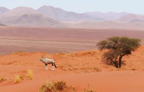 Namibia_Oryx