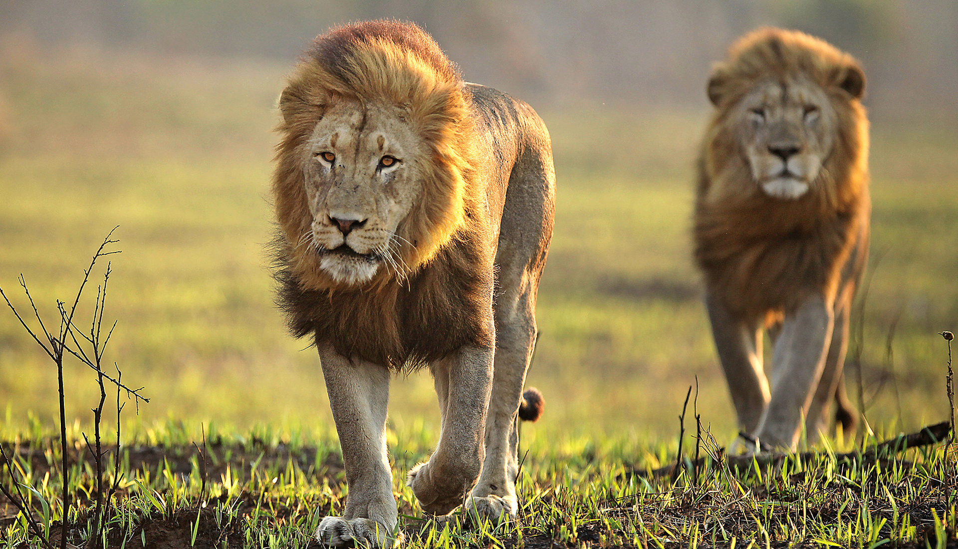 Два Льва самца брата едят зебру Серенгети