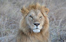 AZ_Kenya_Lion_2016