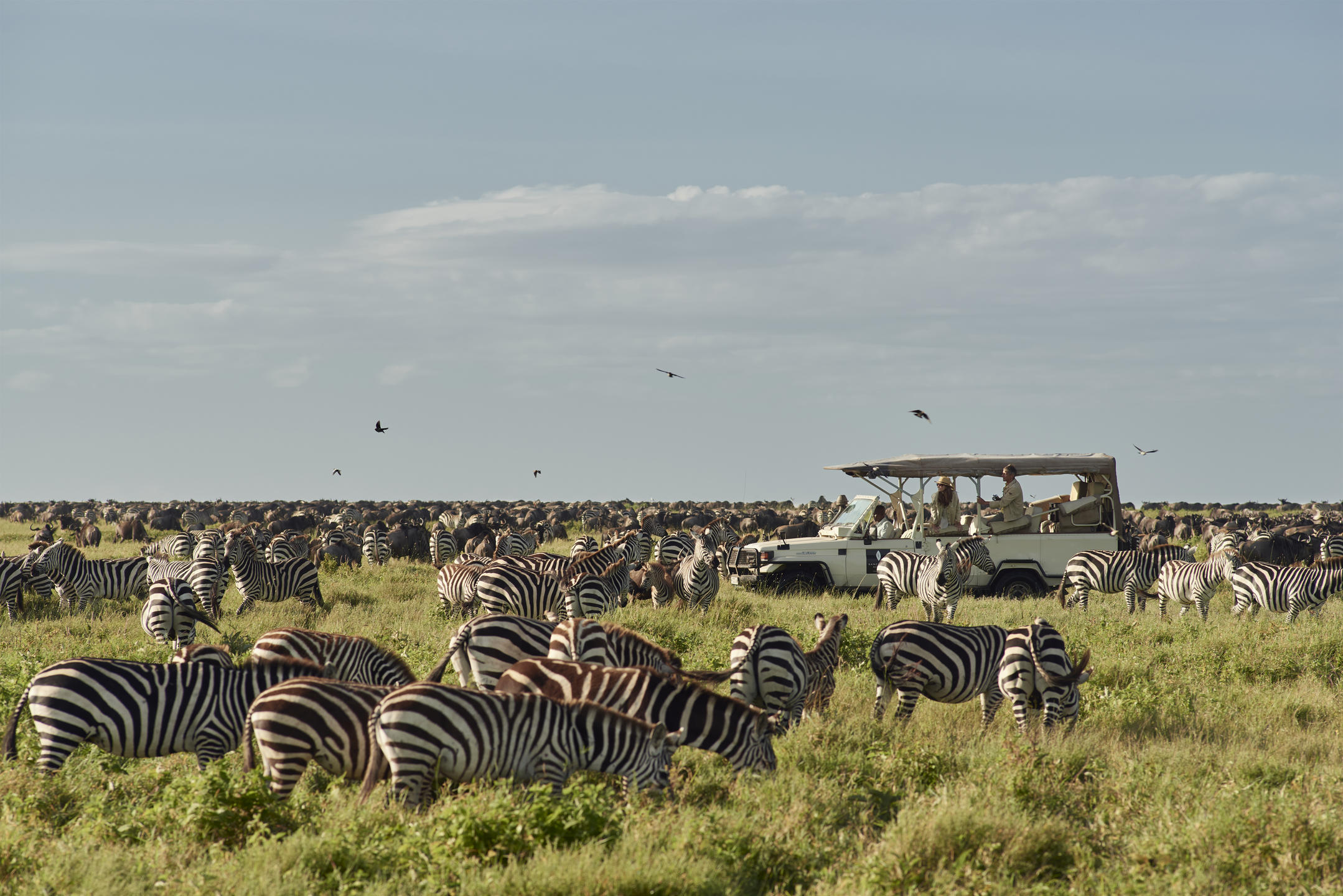 Serengeti North  safari-specialist