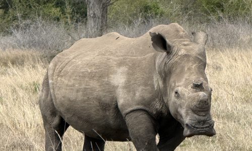 rhino phinda